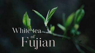 White tea of Fujian
