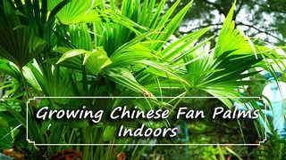 Chinese Fan Palms as Houseplants