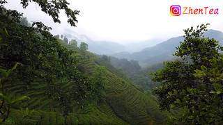Old Bush Shui Xian Tea Garden in Wuyi – Yancha (Rock Tea)
