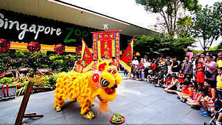 Lion Dance in Singapore Zoo – Chinese New Year