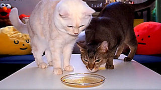 Pure Chicken Soup – Cat Eating