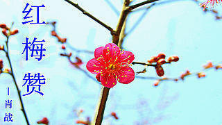 Ode to the Red Plum Blossoms – Xiao Zhan