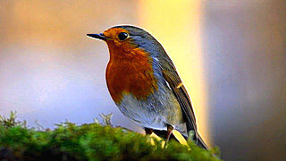 Amazing Natural Bird Sounds