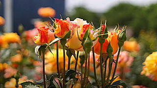 Beautiful Roses – Rose Plaza, Olympic Park, Seoul