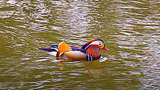 Mandarin Ducks on Chundangji Pond – Seoul