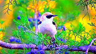 Migratory Bird – Eastern Black-eared Wheatear