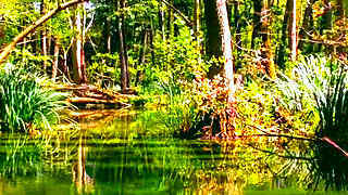 Relaxing Music – Rainforest Sounds