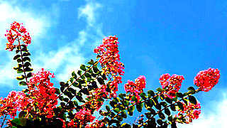 Crape Myrtles – Lovely Pink Flowers in Seoul, South Korea