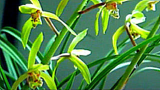 Orchids in Spring – Chinese Flute