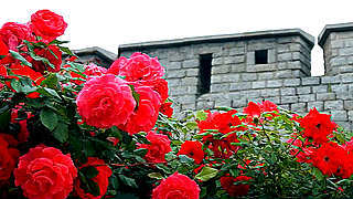 Roses – Seoul Fortress Wall, Naksan Trail, South Korea