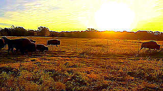 Herd of Bison in the Morning Sun – Texas, US