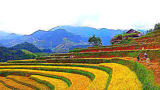 Vietnam Mountains – Hmong People Harvesting Rice
