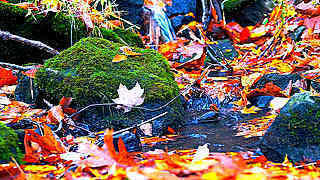 Autumn Brook – Rockefeller State Park, Westchester, NY, US
