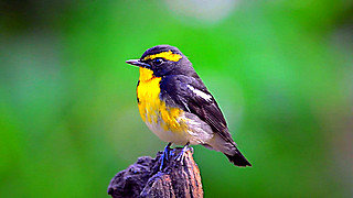 Narcissus Flycatcher – Natural Bird Sound
