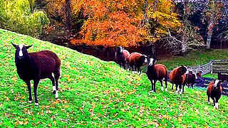 November Walk Amongst Sheep – Ireland Farm