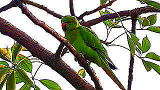 Rose Ringed Parakeet – Natural Bird Sound