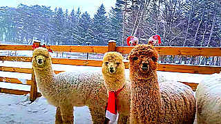 Alpacas in the Snow – South Korea