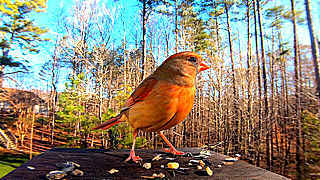 Northern Cardinal Sings and Feeds Fledglings