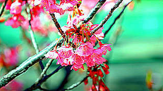 Cherry Blossom at Ebara Shrine – Shinagawa, Tokyo, Japan