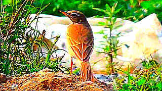 Common Babbler – Natural Bird Sound