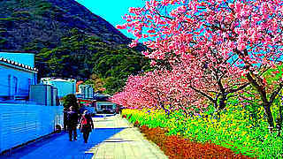 Early Cherry Blossoms – Kawazu Town, Shizuoka, Japan