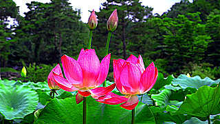 Lotus Flowers with Background Relaxing Music