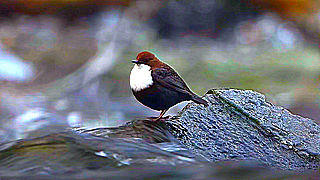 White-throated dipper searching for food