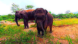 Baby Elephant in Indonesian Rainforest – Wildlife in 360 VR