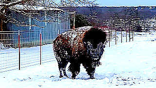 Bison is Lovin the Snow – TX, US