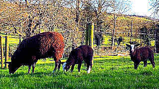 Ewes, Lambs & Birds Sing in Spring Sunshine