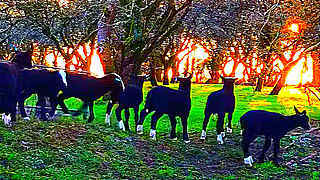 Lambs Had Great Fun – Ireland Farm