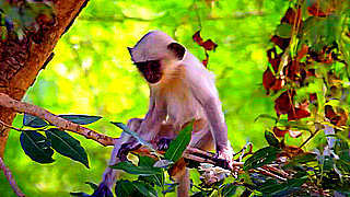 Langur Monkeys – Ranthambore National Park, Rajasthan, India