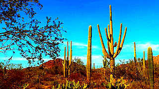 Saguaro National Park West (Itinerary) – Tucson, AZ, US