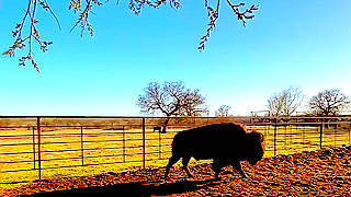 Big Bison Bull Attract Attention – Texas, US