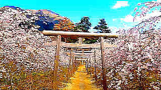 Cherry Blossoms in Yahiko Park – Yahiko, Niigata, Japan