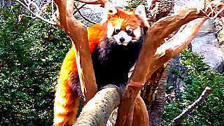 Red Panda in Tama Zoological Park – Tokyo, Japan