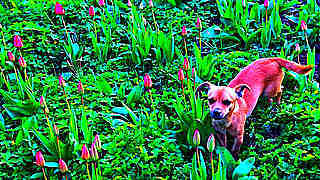Red Tulips on a Flower Bed, Cat, Dogs – Ireland