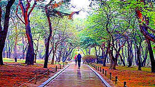 Spring Day Rain Sounds – Changgyeong Palace, Seoul