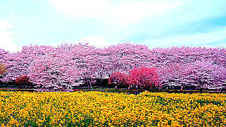 Spring Flowers in Gongendo Park – Satte, Saitama, Japan