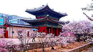 Spring Flowers on a Rainy Day – Changgyeong Palace, Seoul