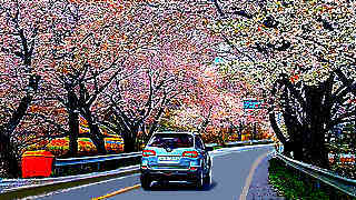 The Road of Cherry Blossoms – Okcheon, South Korea