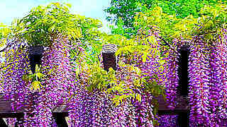 Wisteria and other Flowers in Showa Kinen Park, Tokyo