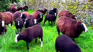 Favorite Food for Ewes – Ireland Farm