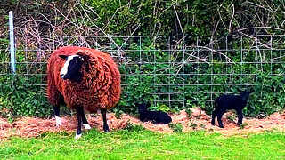 Our Black Twin Lambs are Doing Great – Ireland Farm