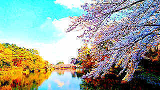 Popular Sakura Viewing Spot – Omiya Park, Saitama, Japan
