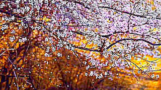 Sakura Tree Fall with Beautiful Japanese Music