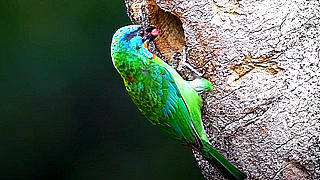 Taiwan Barbet – Feeding Chick & Cleaning Nest