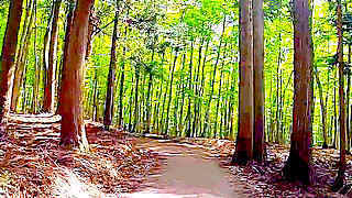 Walk in Beauty Forest – Tokamachi, Niigata, Japan