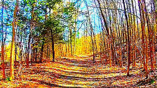 Walk in Catskill Forest Preserve – New York, US