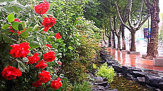 Beautiful Red Roses on a Rainy Day – Seoul, South Korea